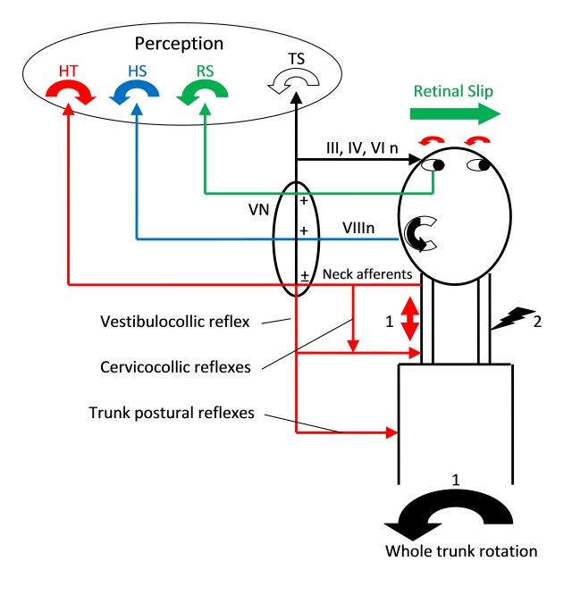 Balance Responses. 1) Whole trunk movement to left may leave head behind from inertia. Stretch of left neck muscles signals head on trunk movement to right (red). Lateral semicircular canal signals partial head movement to left (blue), as does retinal slip signal (green). The cervico-ocular reflex (COR) will result in slow phase eye movement to left. This acts to compensate for relative head movement to fix gaze, or shift gaze to overall body facing. Any actual left head movement will result in vestibule-ocular reflex (VOR) slow phase to right and optokinetic reflex (OKR) slow phase to right. Overall eye movement will be integrated in the vestibular nuclei as the difference between COR and an amalgam of VOR and OKR.  The separate head on trunk, head in space and retina in space movements may reach level of perception. For an overall perception of trunk motion, leftward head perception, must be added to rightward head on neck perception (which reflects a leftward trunk under head movement). Other reflexes in action include direct cervico-collic stretch reflexes that will turn the head left in response to head on trunk movement, and from the vestibular nuclei an integrated vestibulo-collic reflex that will stabilise the head on the trunk and integrated postural reflexes that will stabilise trunk positioning. 2) Experimental blocking of afferents of right neck will lead to unopposed stretch signalling on left, simulating right head on trunk motion. This will generate an unopposed COR signal slow phase eye movement to left, so fast phase of spontaneous nystagmus is on the same side as the block. 3 Vibration applied to the neck muscle stimulates stretch reflexes without any vestibular or ocular involvement (unless the stretch actually secondarily moves the head).  